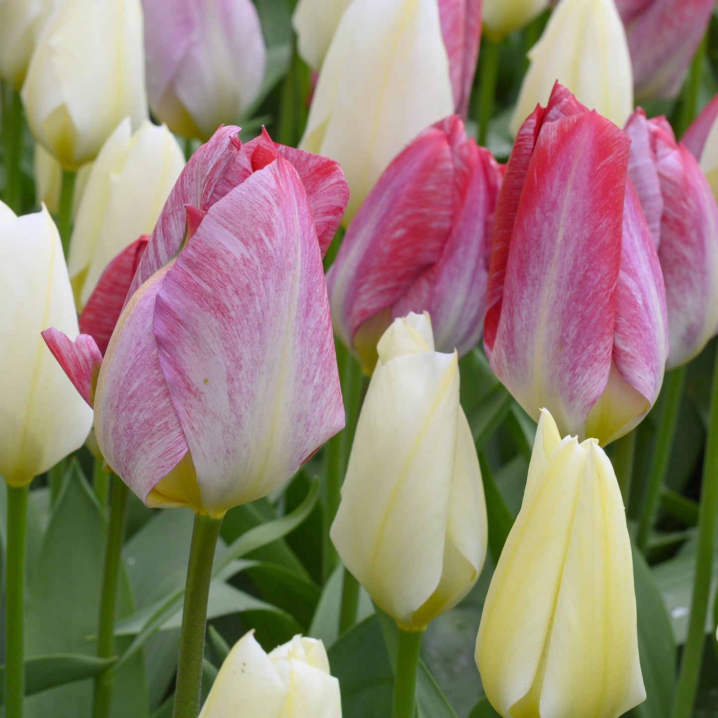 Tidig tulpan 'Flaming Purissima'
