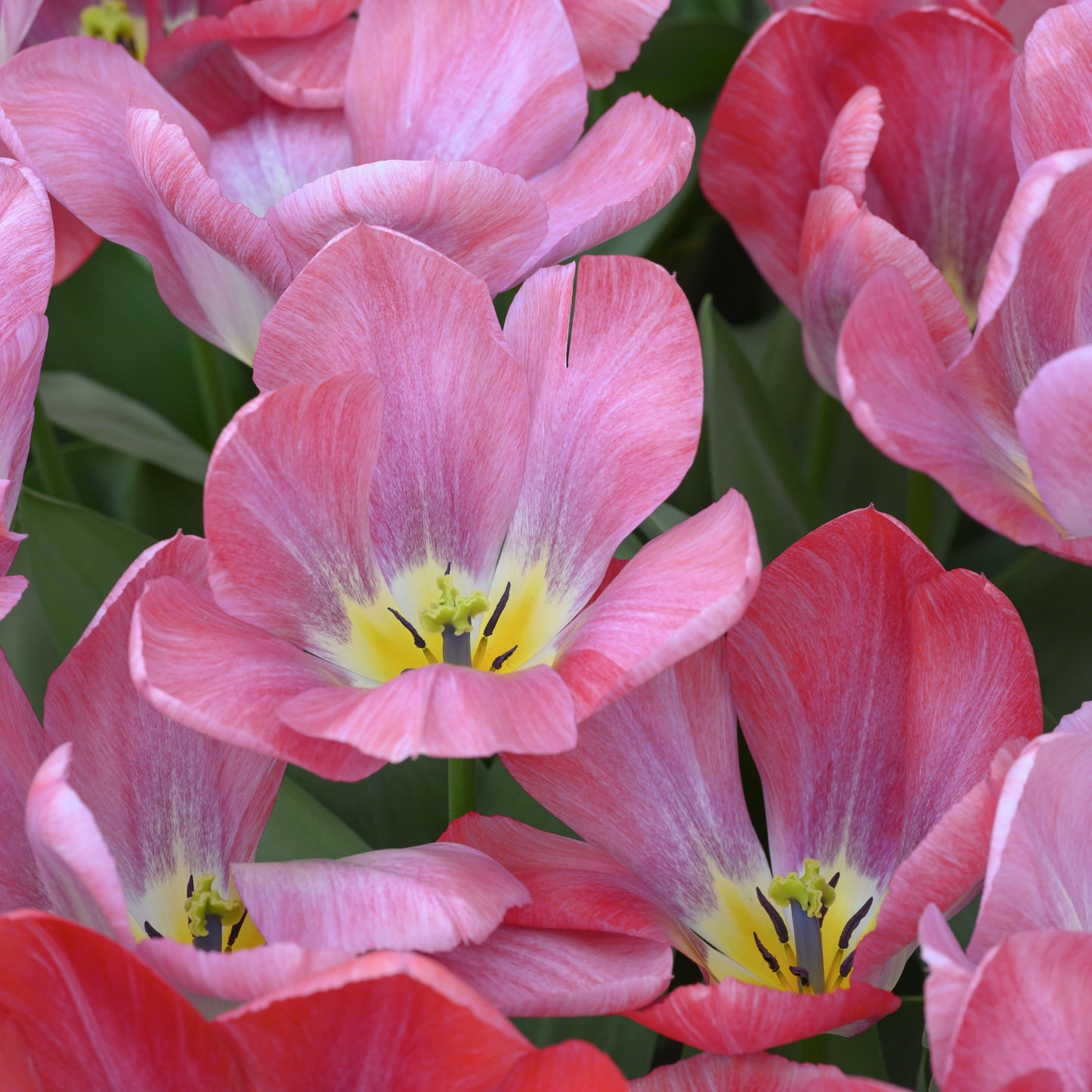 Tidig tulpan 'Flaming Purissima'