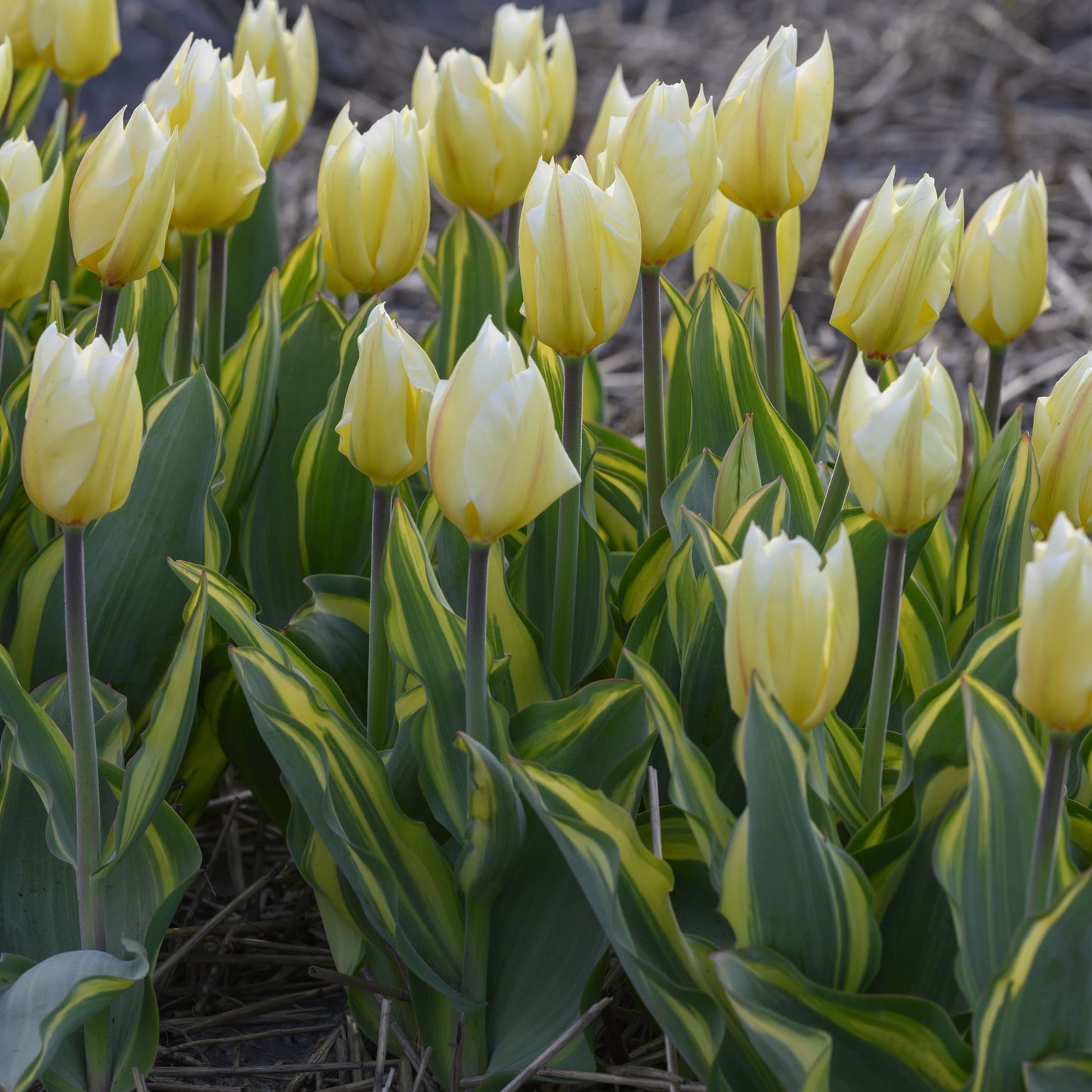 Tidig tulpan 'Sweet Light'