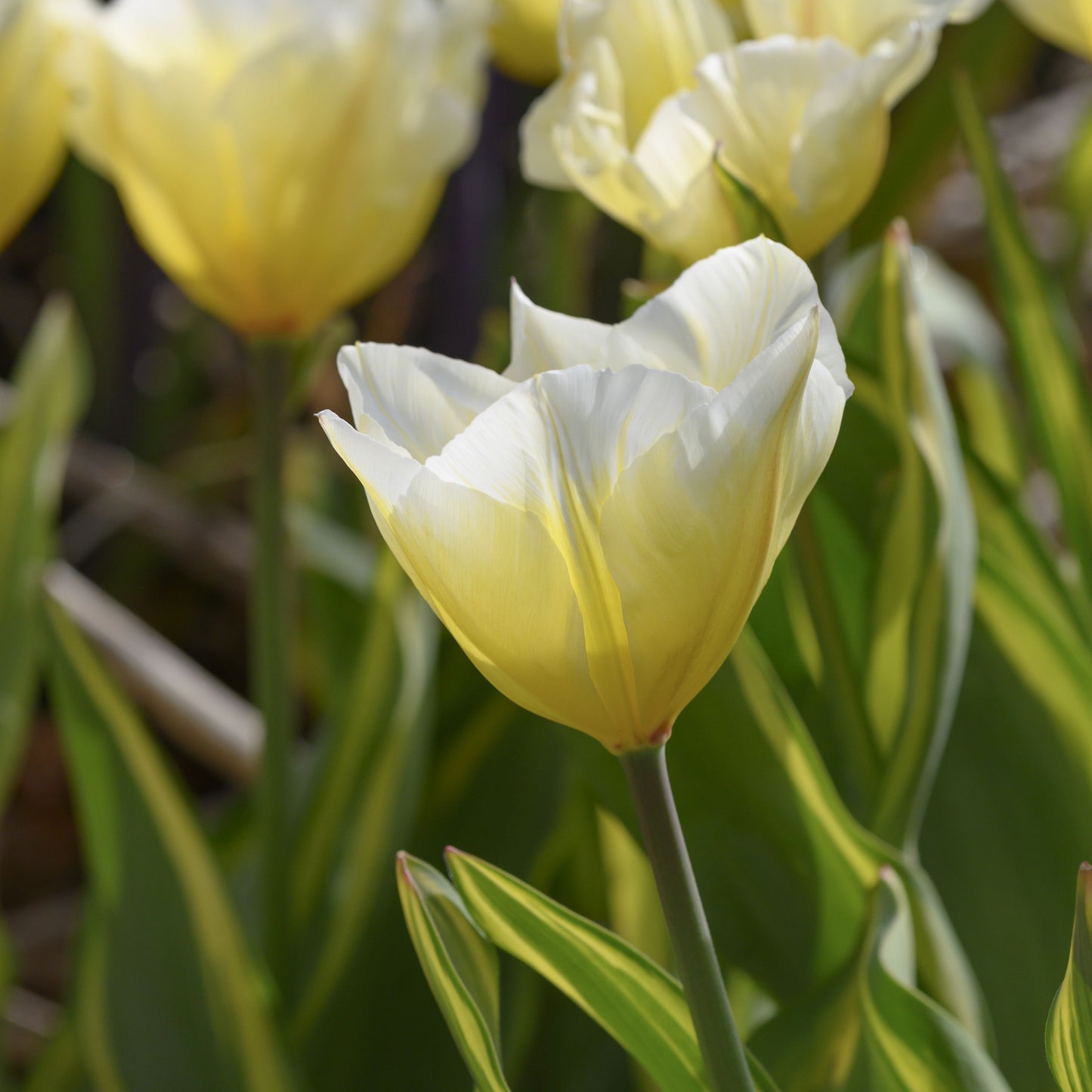 Tidig tulpan 'Sweet Light'