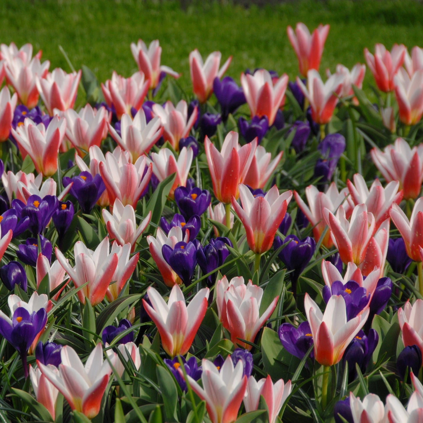 Tidig tulpan 'Heart's Delight'