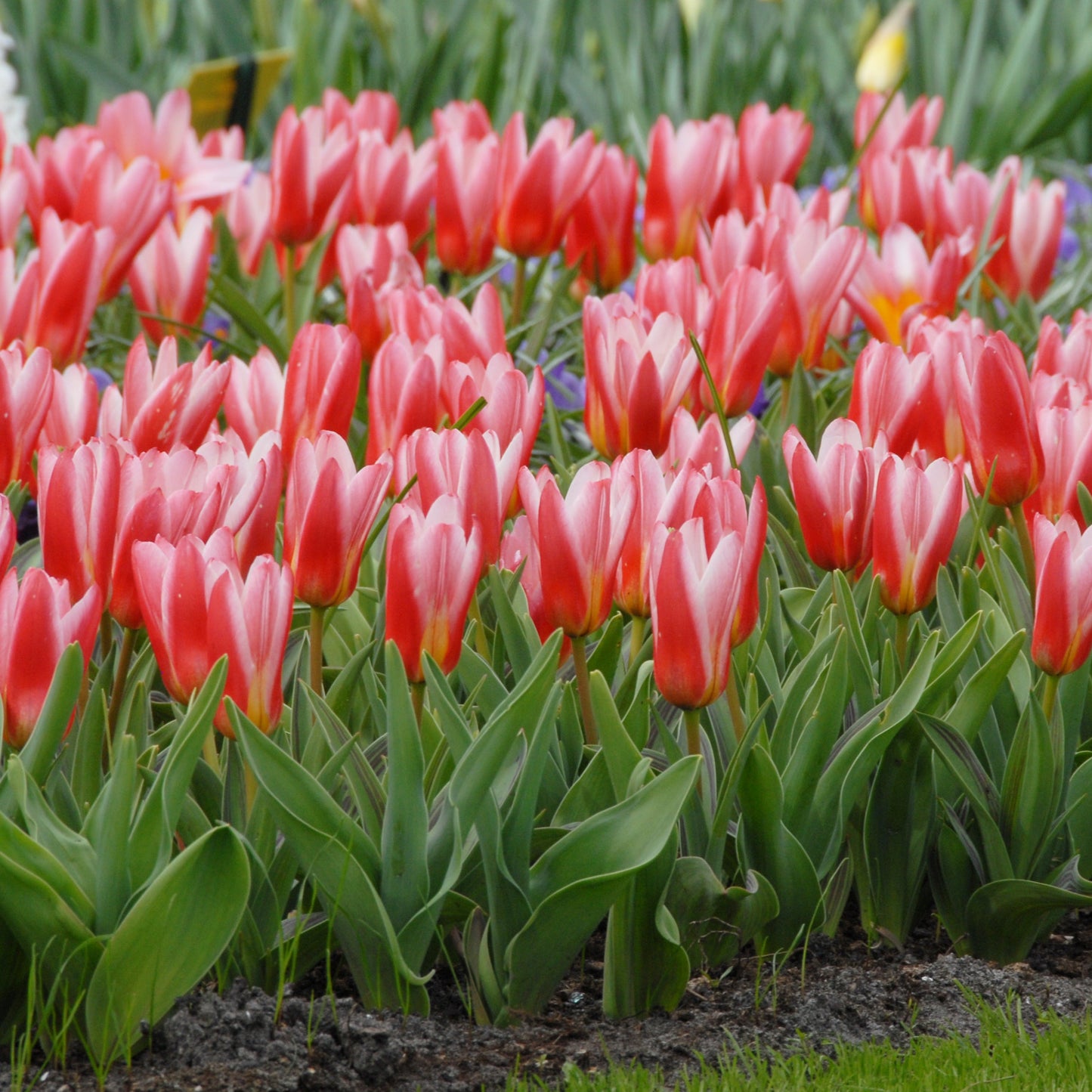 Tidig tulpan 'Heart's Delight'