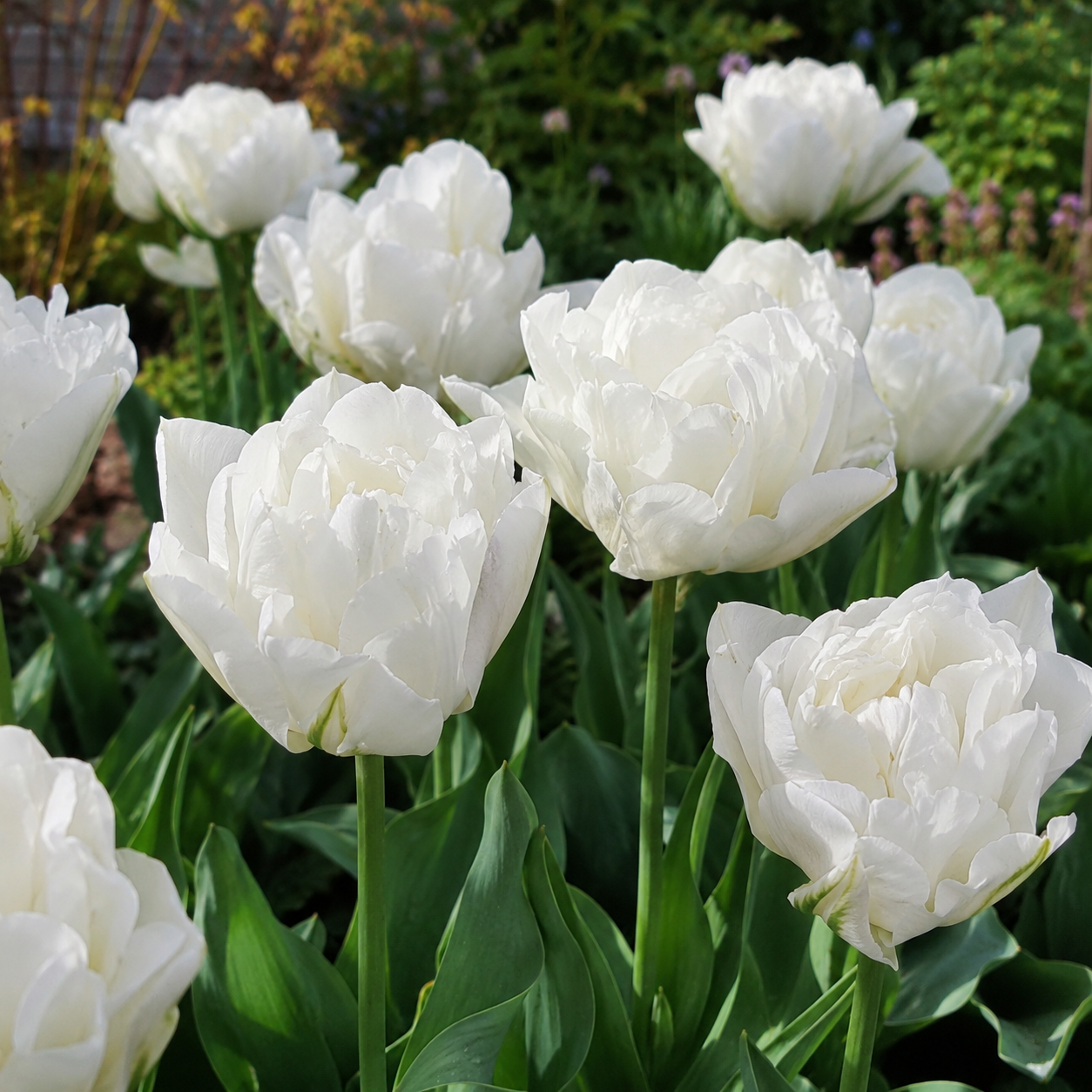 Tidig tulpan 'Marina Ingman'