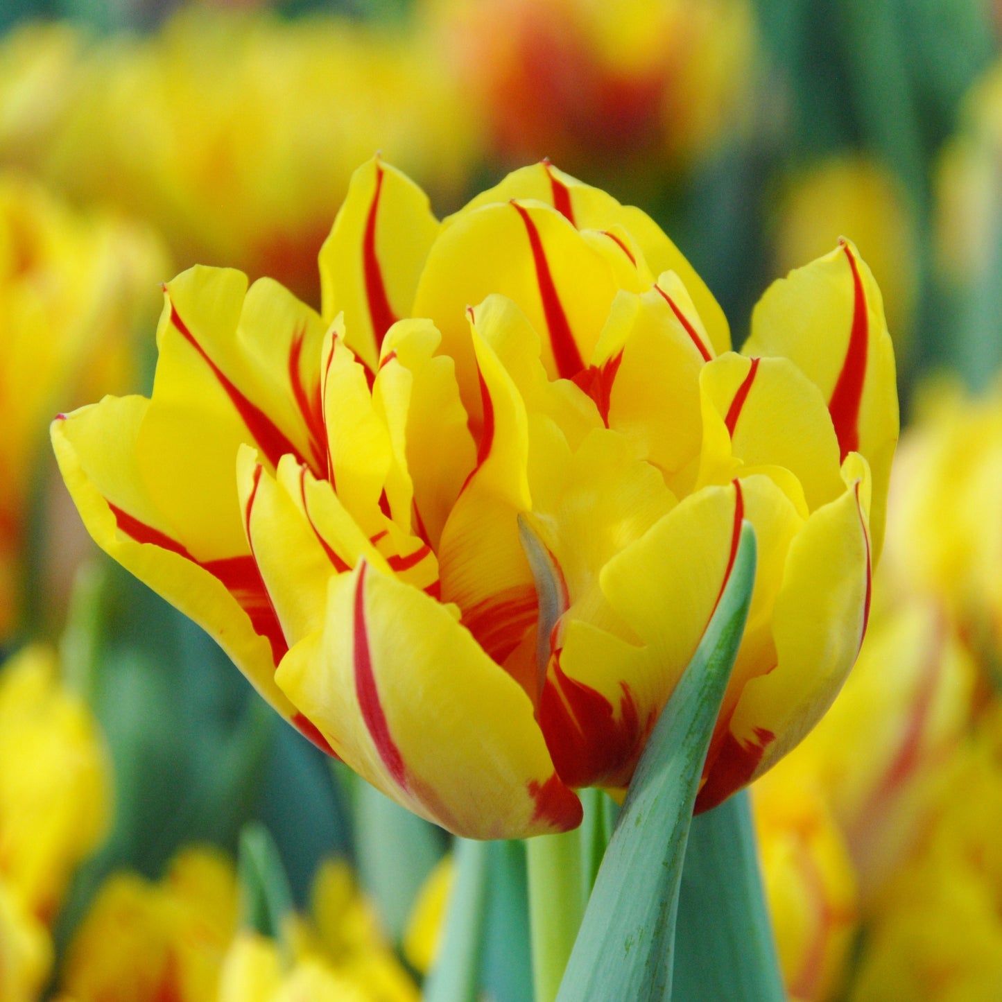 Tidig tulpan 'Monsella'