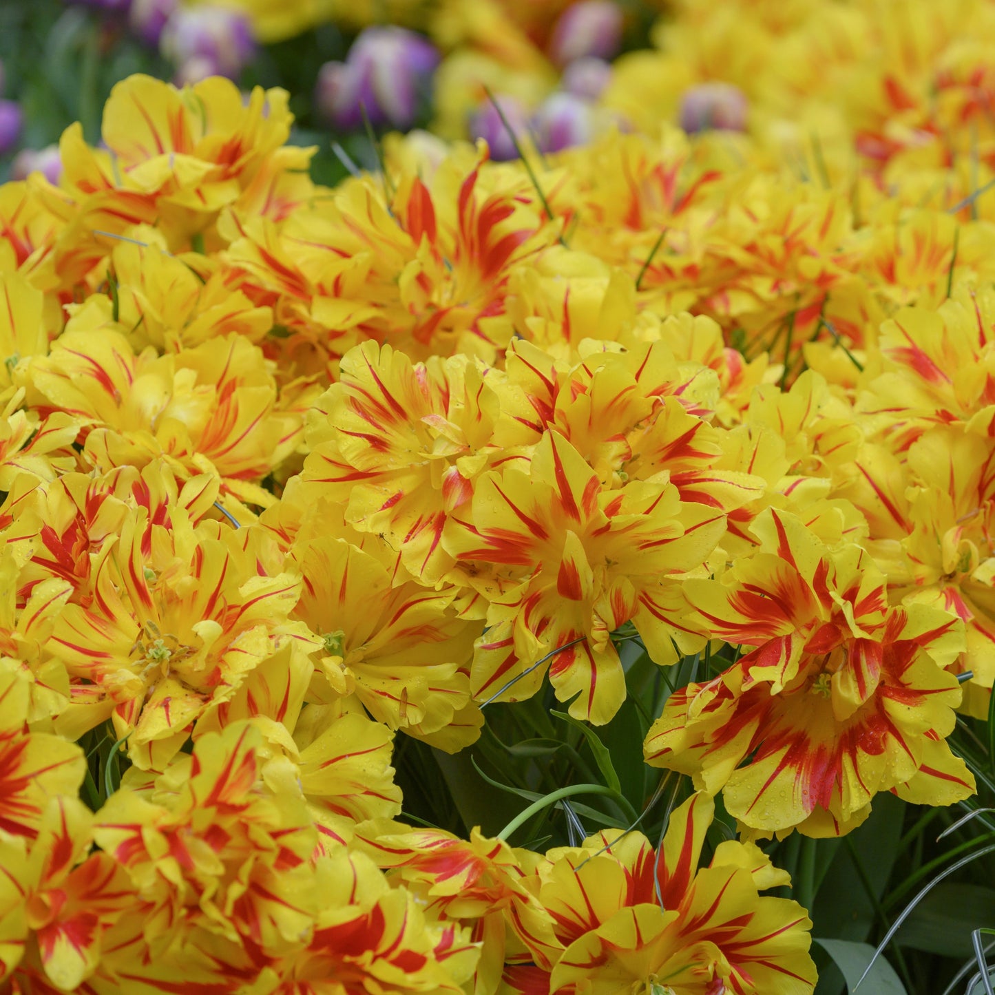 Tidig tulpan 'Monsella'
