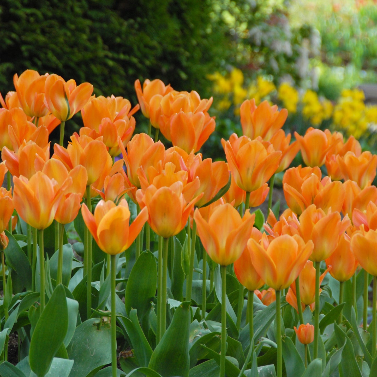 Tidig tulpan 'Orange Emperor'