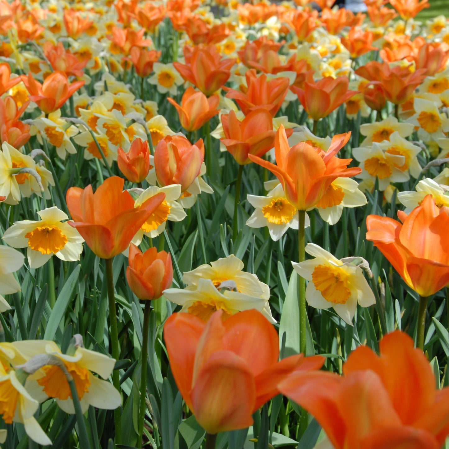 Tidig tulpan 'Orange Emperor'