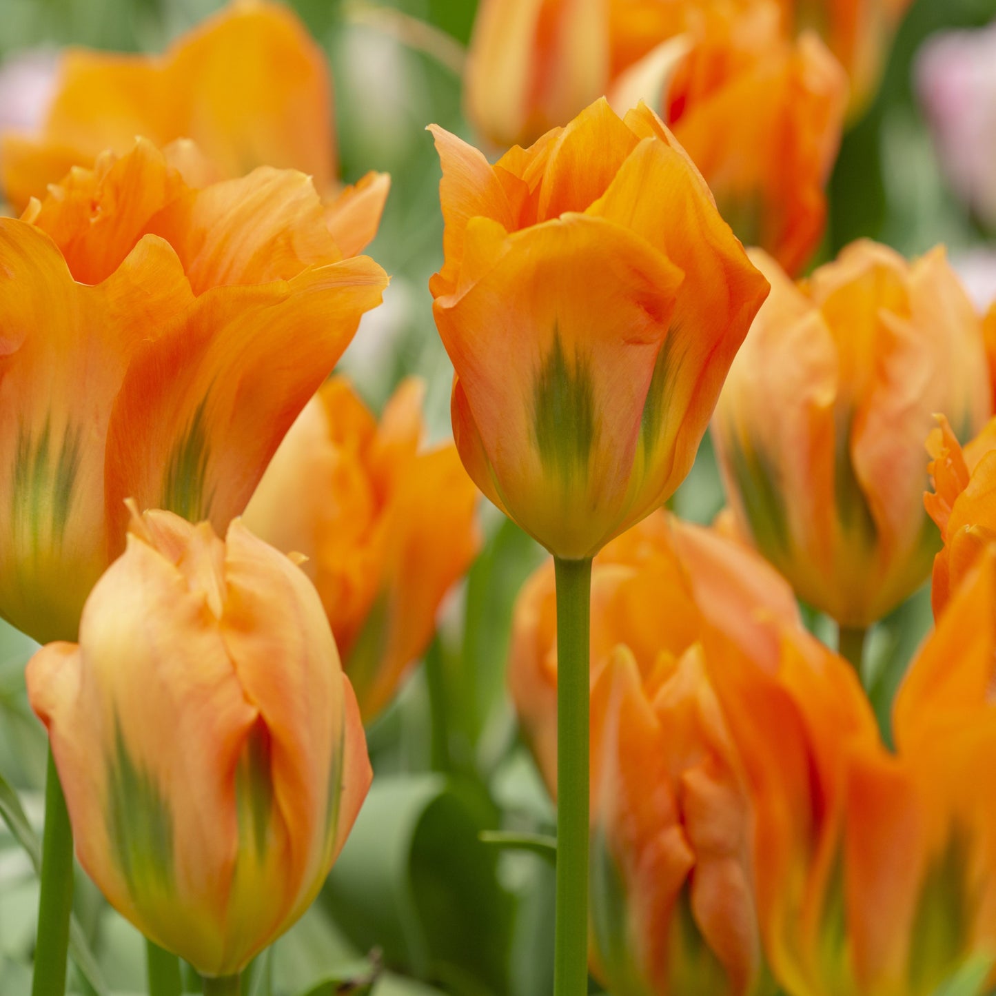 Tidig tulpan 'Orange Emperor'