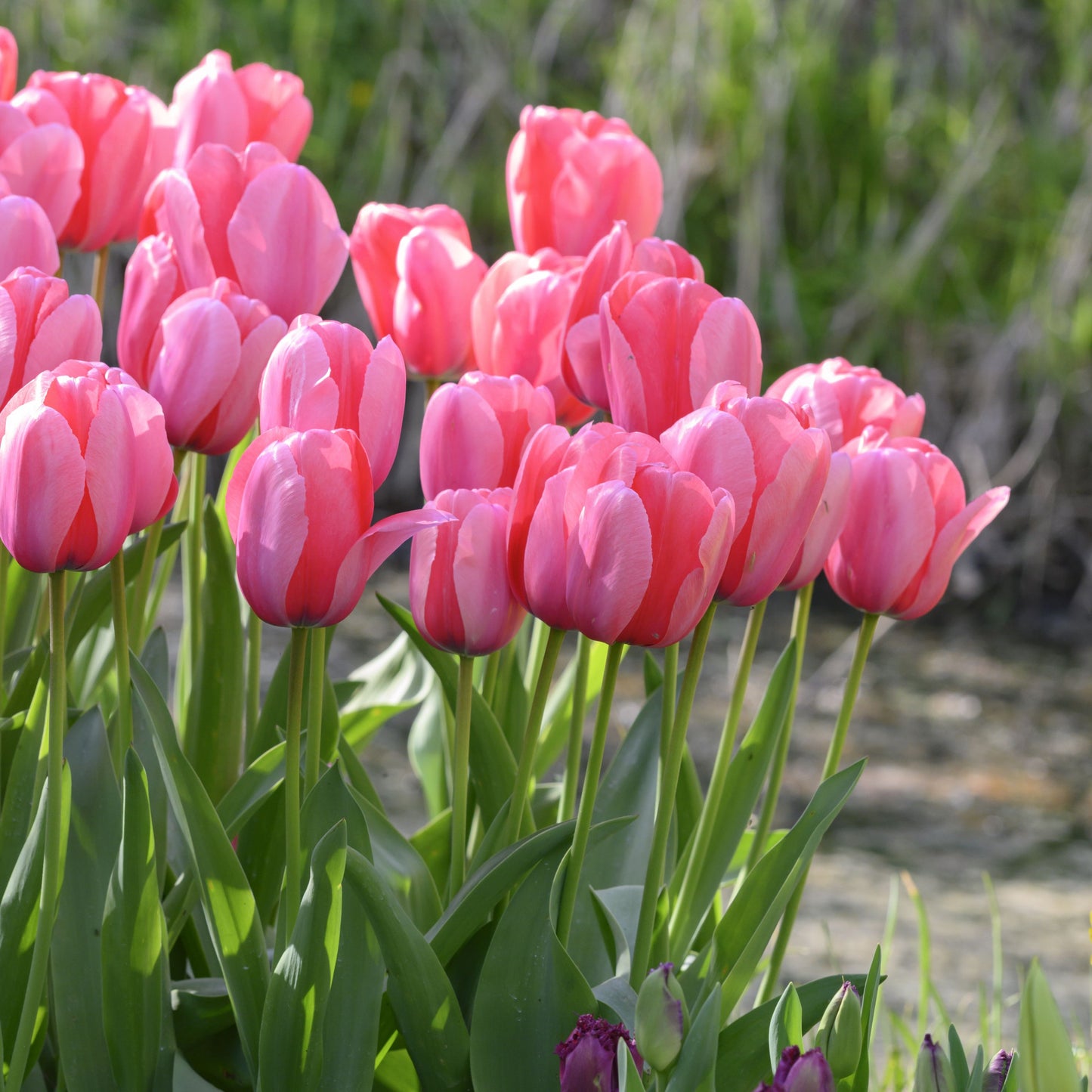 Medeltidig tulpan Pink Impression