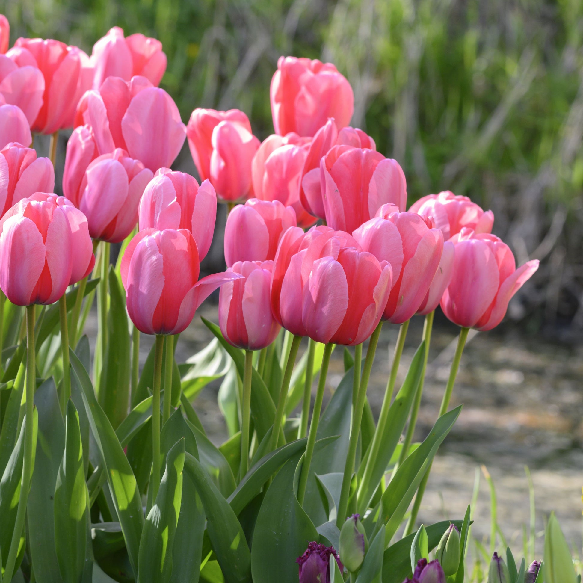 Medeltidig tulpan Pink Impression