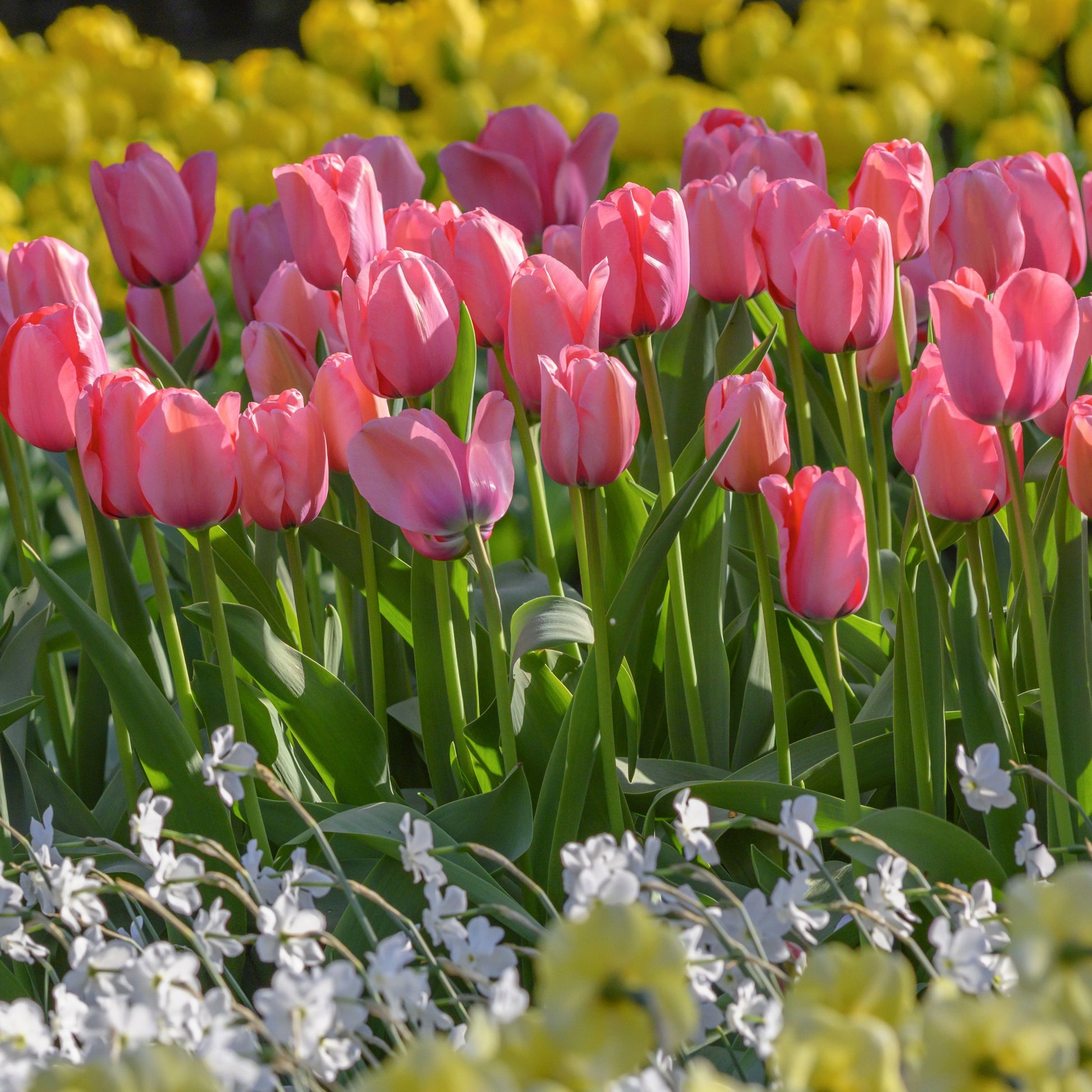 Medeltidig tulpan Pink Impression