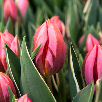 Medeltidig tulpan 'Pretty Princess'