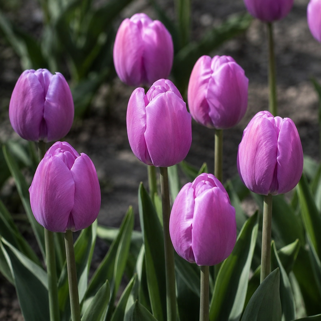 Medeltidig tulpan Purple Pride