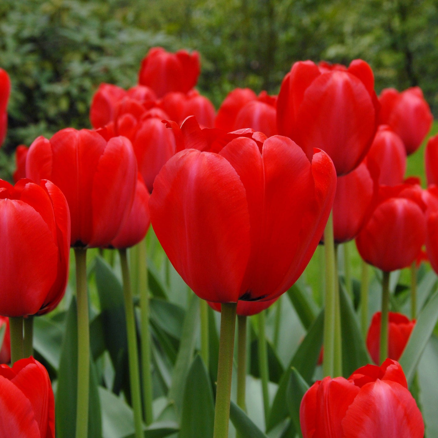 Medeltidig tulpan Red Impression