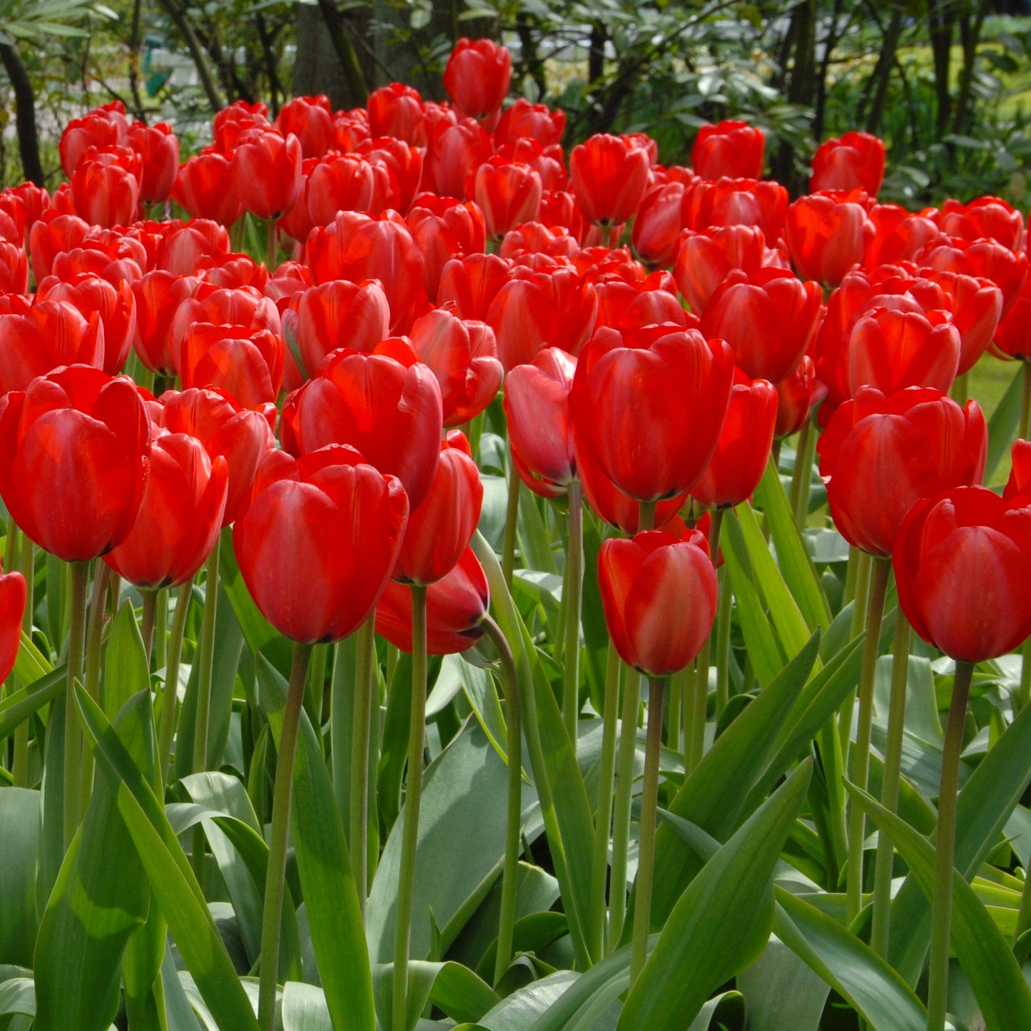 Medeltidig tulpan Red Impression