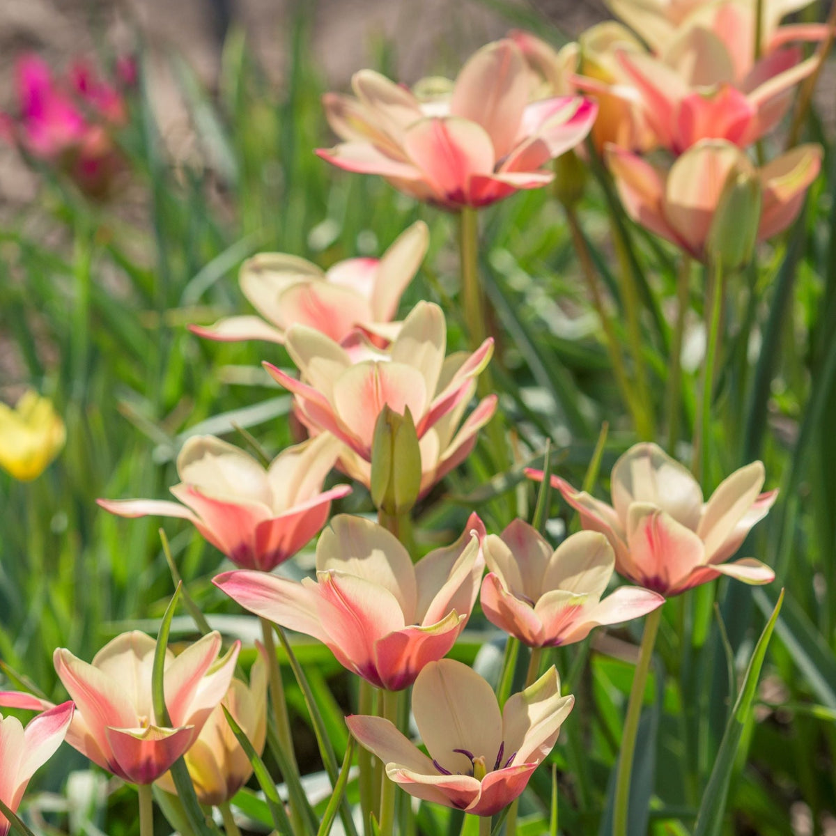 Botanisk tulpan Clusiana Annika