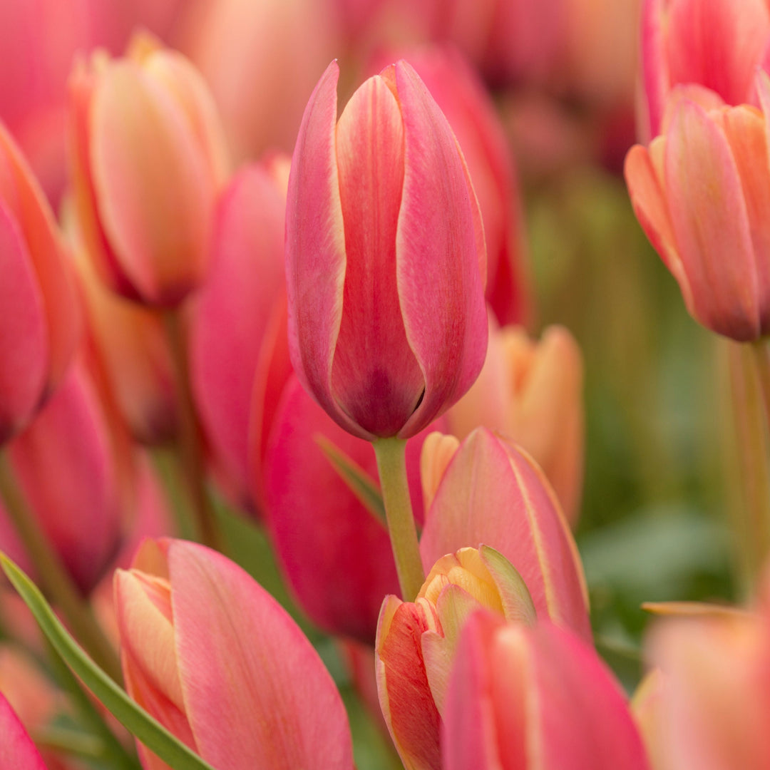 Botanisk tulpan Clusiana Annika
