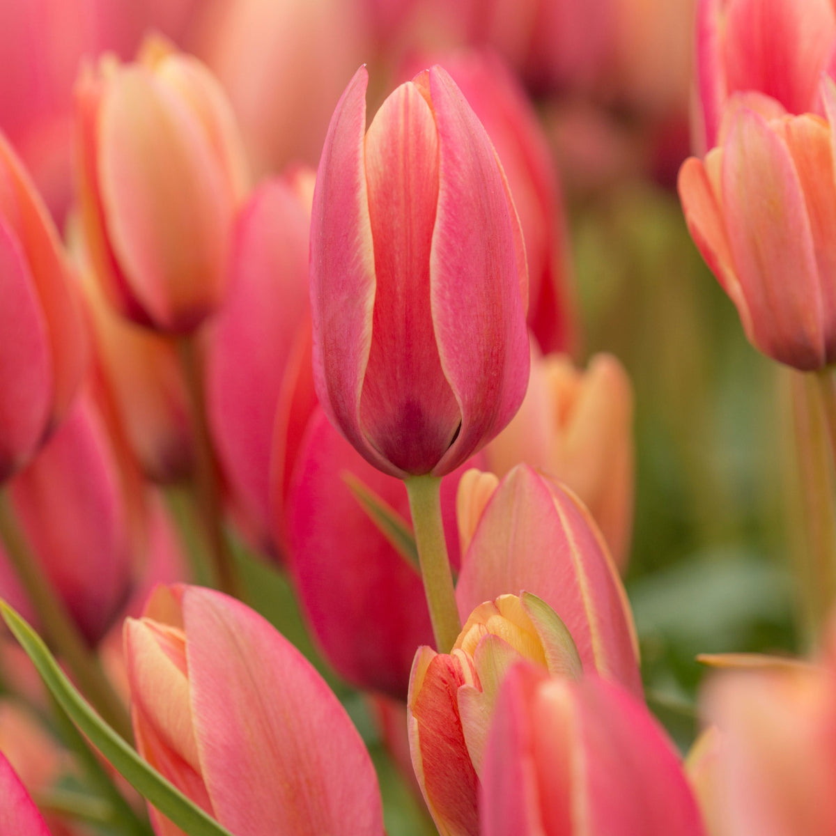 Botanisk tulpan Clusiana Annika