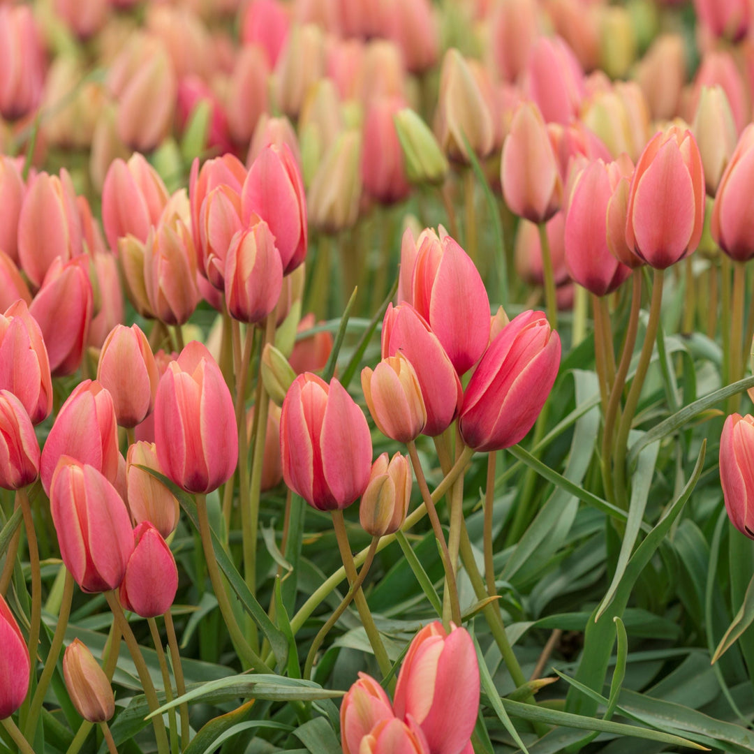 Botanisk tulpan Clusiana Annika