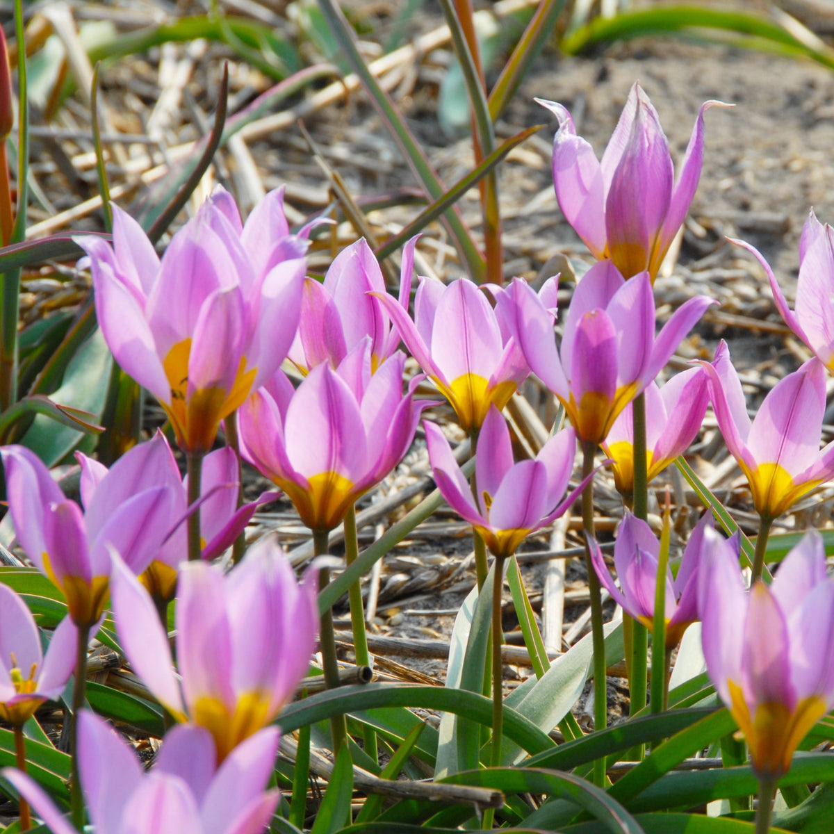 Botanisk tulpan Humilis