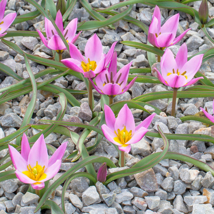 Botanisk Tulpan Humilis