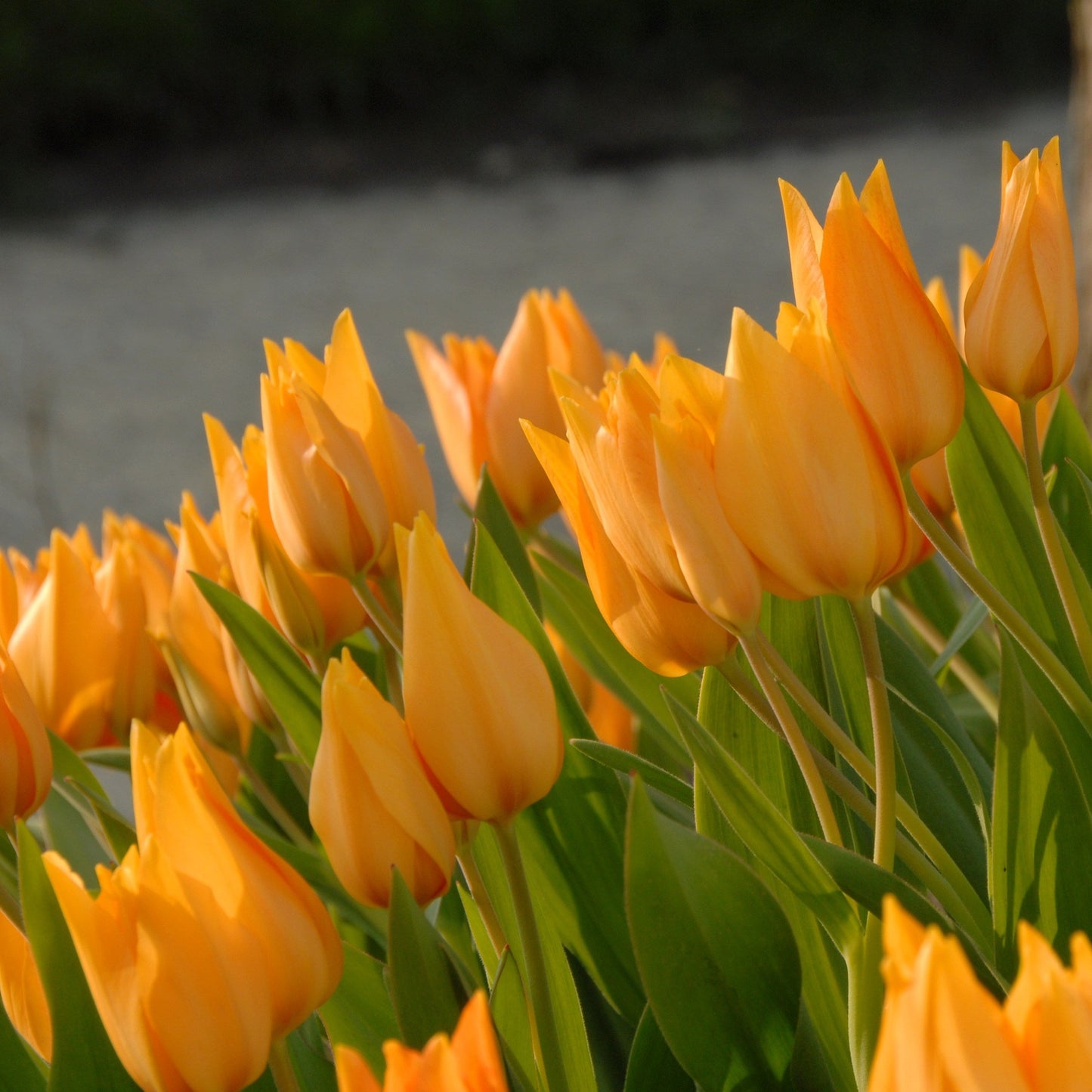 Botanisk tulpan Praestans Shogun