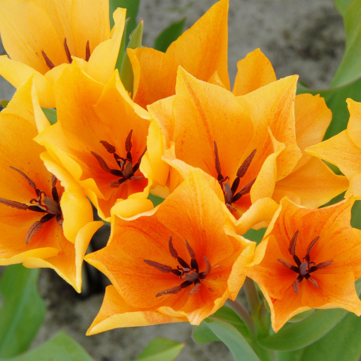Botanisk tulpan Praestans Shogun