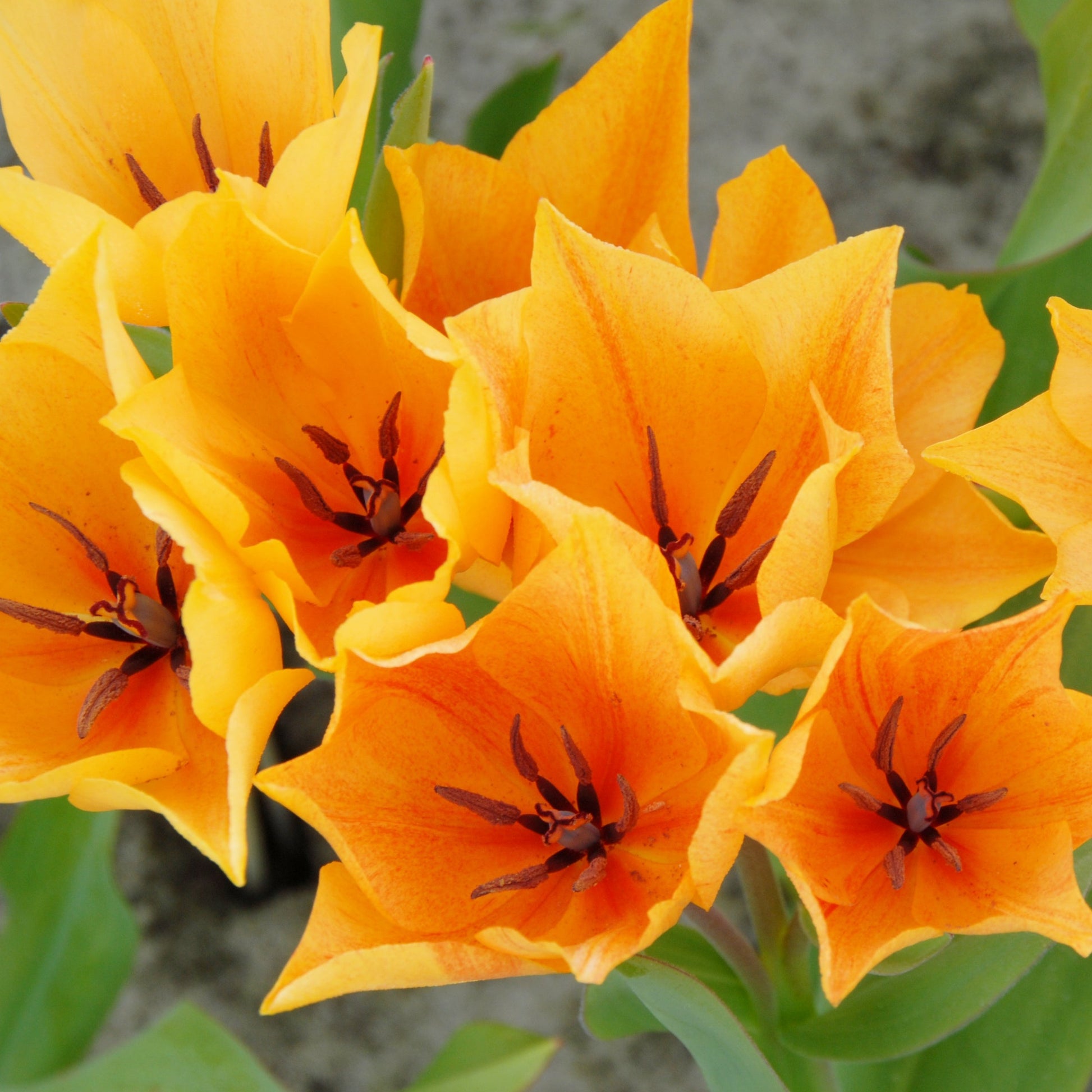 Botanisk tulpan Praestans Shogun