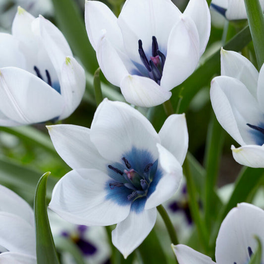 Botanisk tulpan Alba Coerulea Oculata 