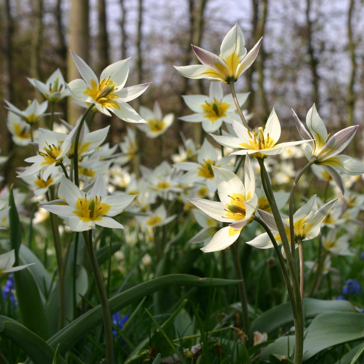 Botanisk tulpan Turkestanica