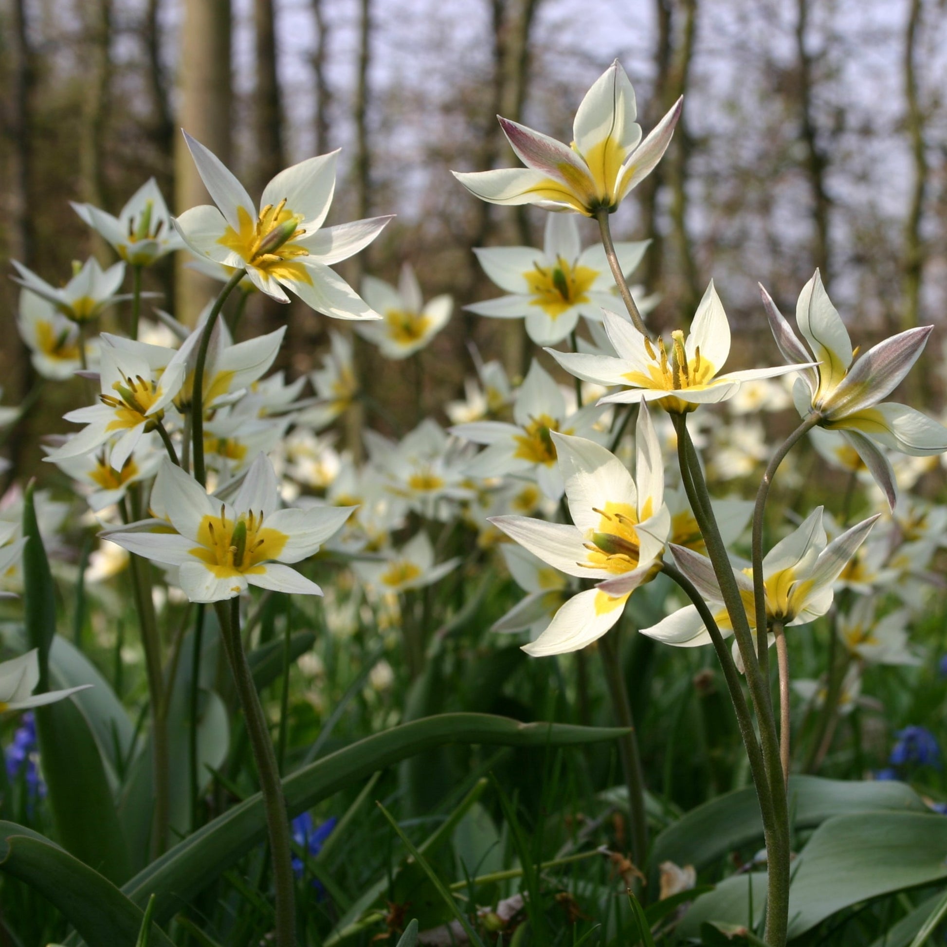 Botanisk tulpan Turkestanica