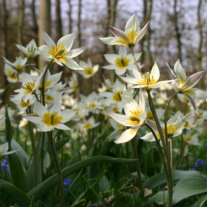 Botanisk tulpan Turkestanica