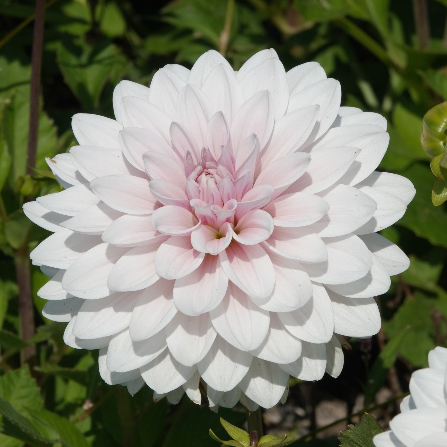 Dahlia Valentin ® Nyhet!