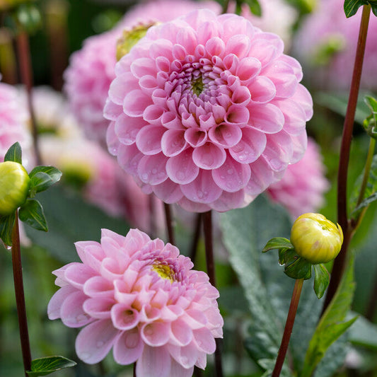 Dahlia Wizard of Oz