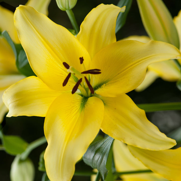 Lilja Yellow Power 3st
