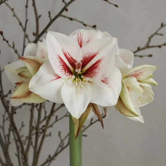 Amaryllis 'Elsa'®
