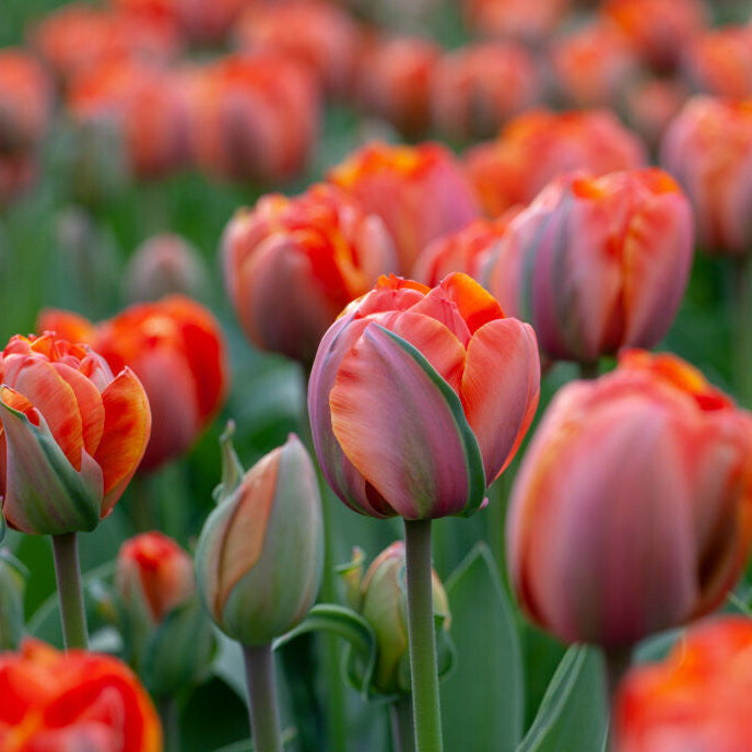 Tulpan Queensday 7 st