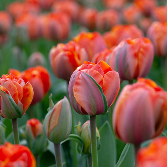 Tulpan Queensday 7 st