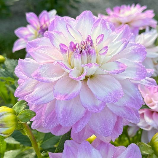 Dahlia Bitsy Nyhet!