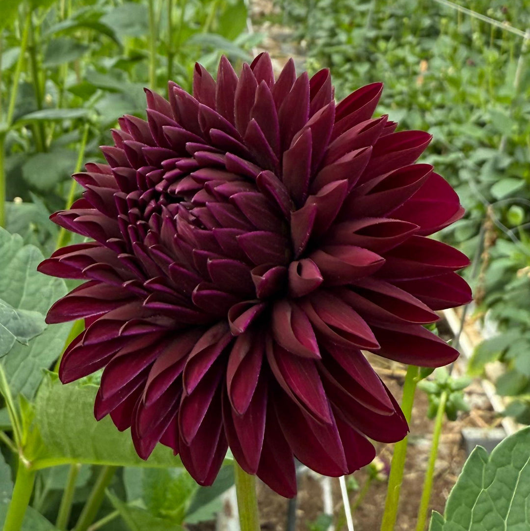 Dahlia Black Thomas