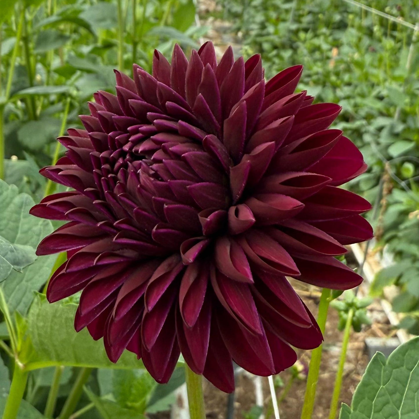 Dahlia Black Thomas Nyhet!