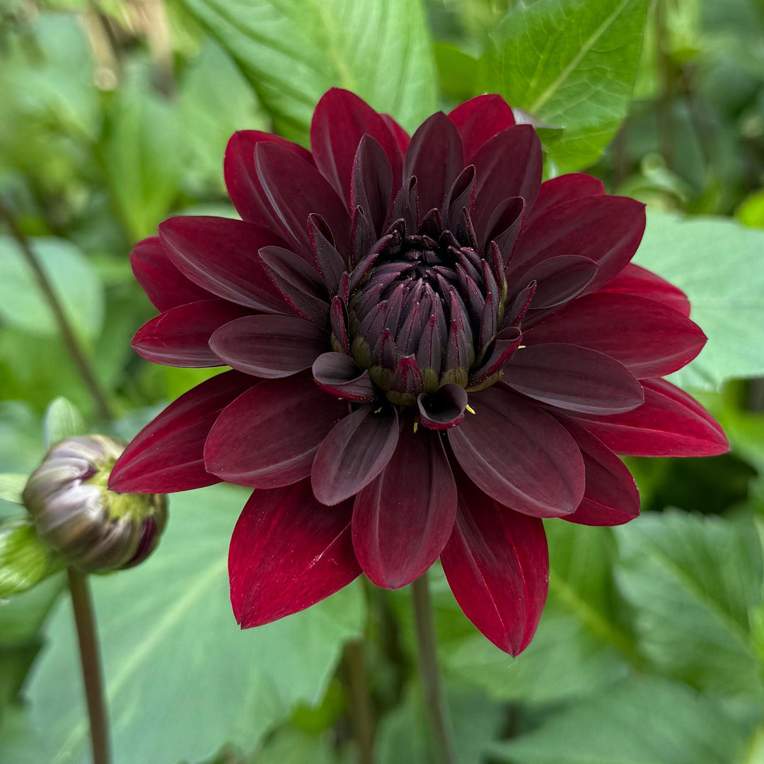 Dahlia Black Thomas