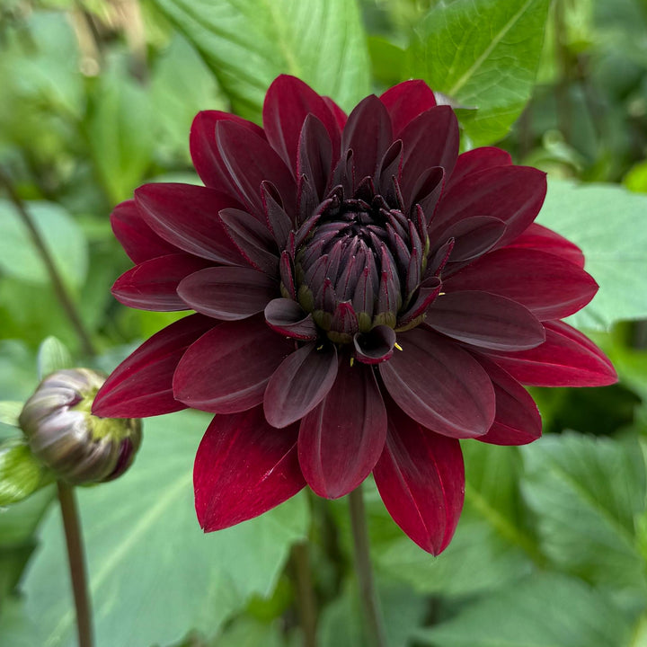 Dahlia Black Thomas