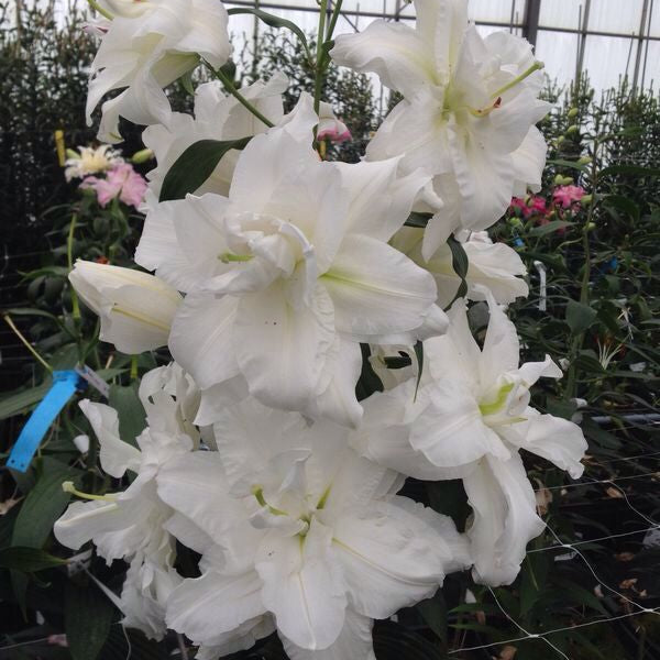 Lilja Bowl of Beauty 3st