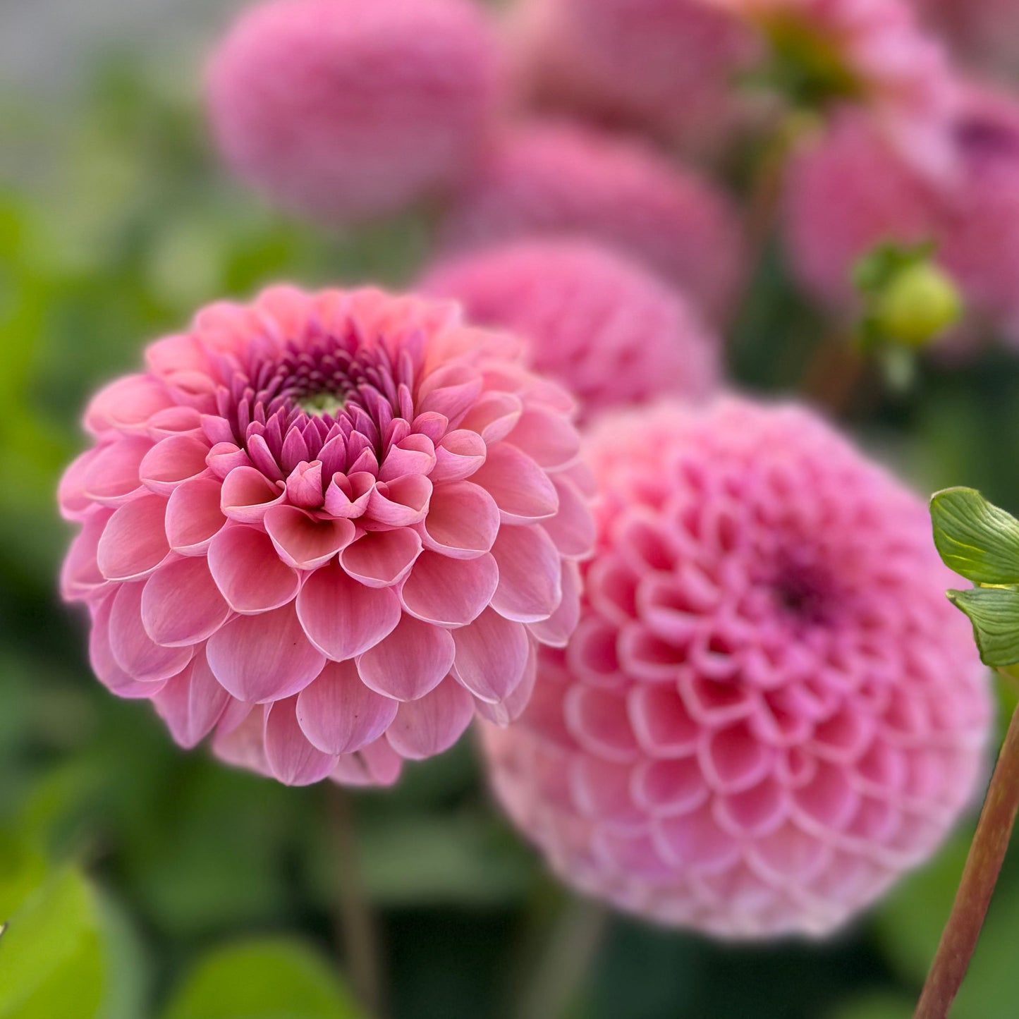 Dahlia Bracken Rose Nyhet!
