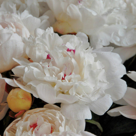 Pion Festiva Maxima