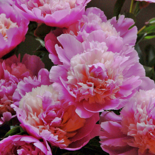 Pion Sorbet