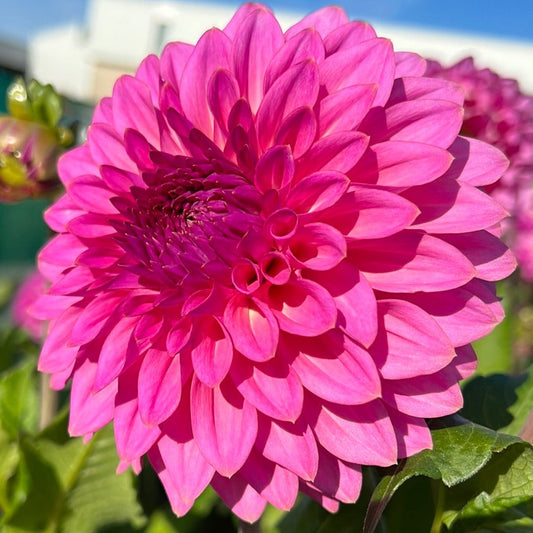 Dahlia Caravaggio UTGÅR!!