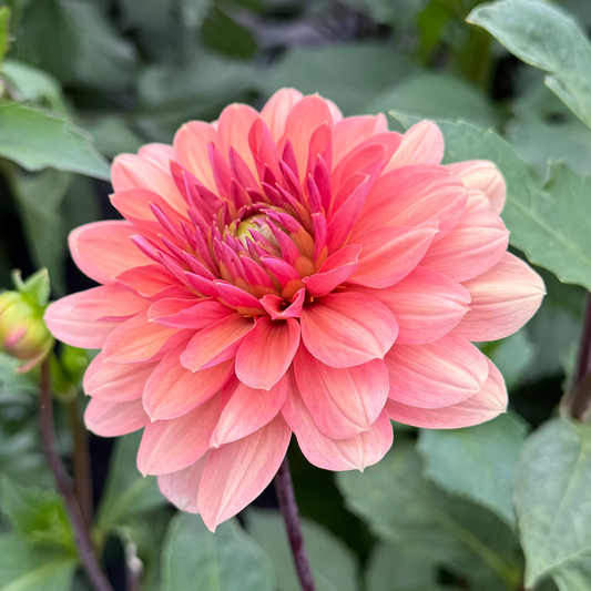 Dahlia Chateau de la bourdaisière nyhet!