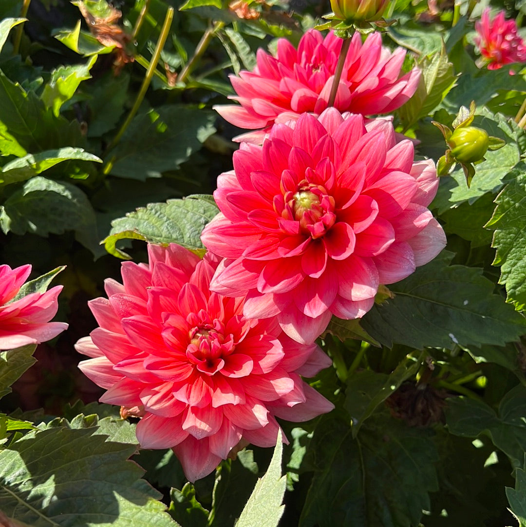 Dahlia Berliner Kleene